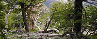 Waldstück vor der Piedra del Fraile